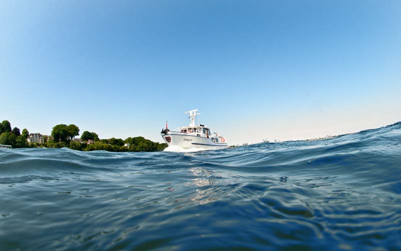 Sprott auf der Kieler Förde